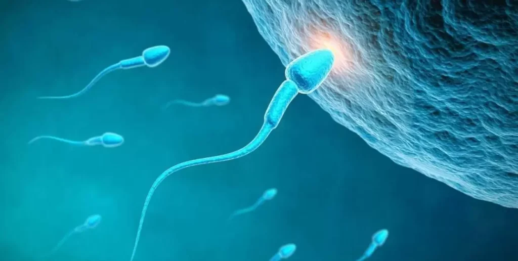 Can Herbal Practices Provide a Natural Boost to Sperm Count Within One Day?