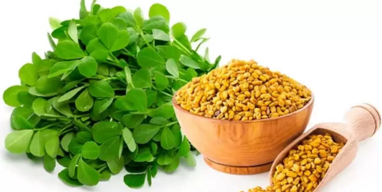 Research Say About Fenugreek As A Galactagogue