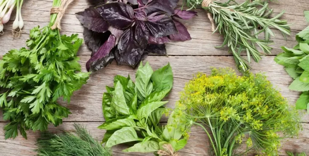 Understanding the Role of Herbs